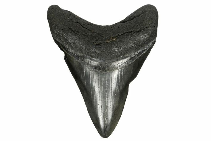Fossil Megalodon Tooth - South Carolina #164991